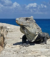 Isla Mujeres vacation rentals,  sailfish condo #402 iguana mascot, copyright Jason Steele