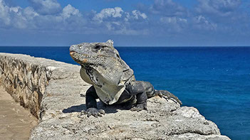 Isla Mujeres vacation rentals,  sailfish condo #402 iguana mascot, copyright Jason Steele